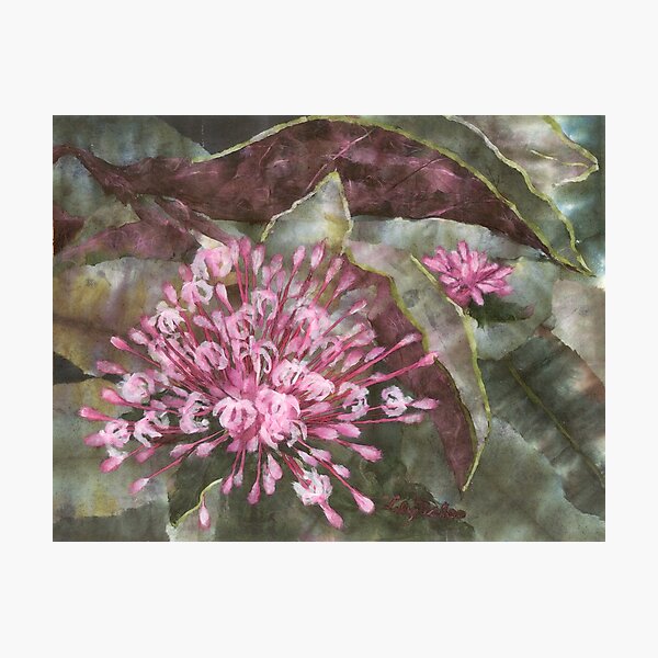 Clerodendron Photographic Print