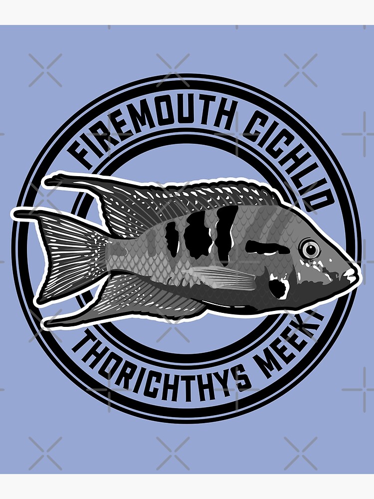 Firemouth Cichlid - Thorichthys meeki Aquarium Fish b/w | Poster