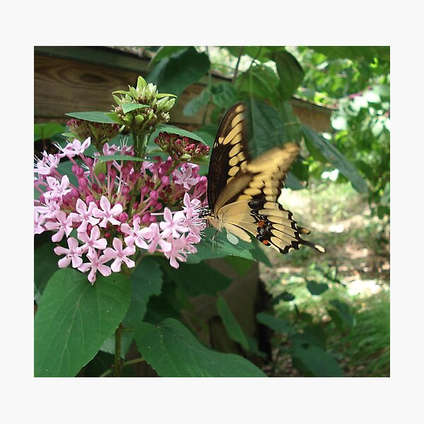 GIANT SWALLOWTAIL ON CLERODENDRON Photographic Print