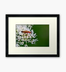 Soldier Beetle Framed Print