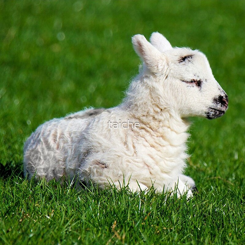 "A Sleepy Newborn Lamb In A Field" by taiche Redbubble