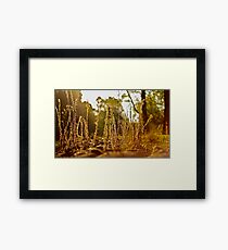 A grassy sunset 2 Framed Print