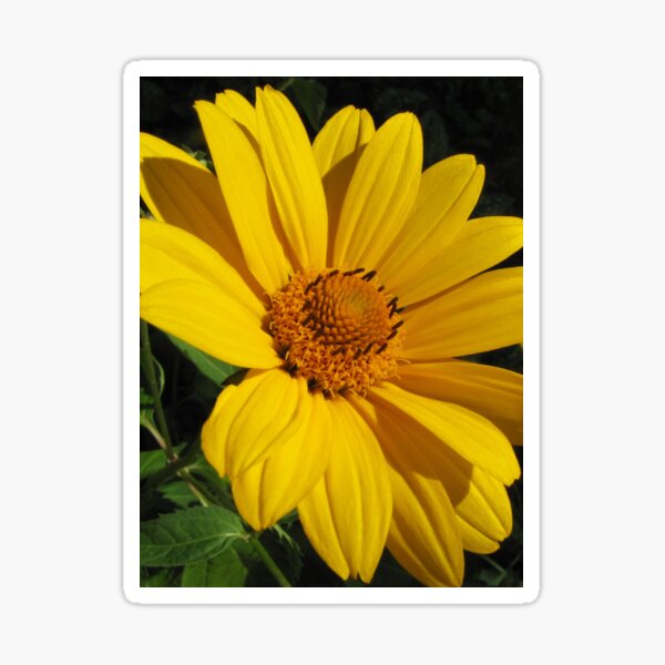 Yellow Beauty Sticker