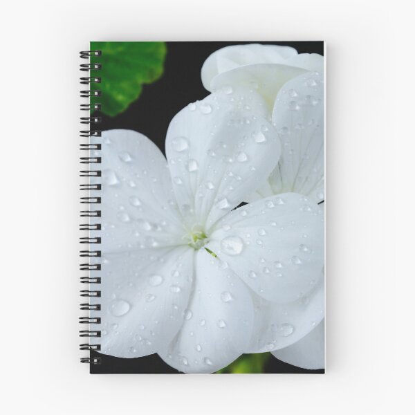 Item preview, Pelargonium  'Orbit White'  Geranium  F1 Hybrid   designed and sold by Chris Burrows.