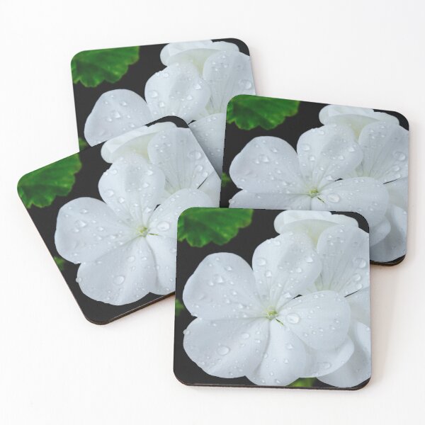 Item preview, Pelargonium  'Orbit White'  Geranium  F1 Hybrid   designed and sold by Chris Burrows.