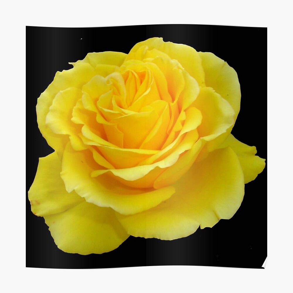 Download Beautiful Yellow Rose Flower On Black Background Sticker By Taiche Redbubble PSD Mockup Templates