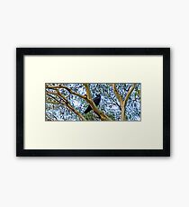 Crowing loudly Framed Print