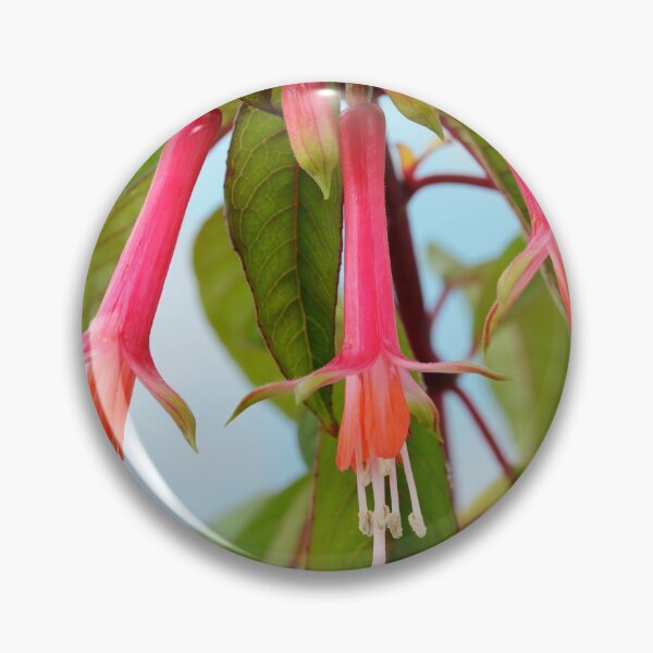 Item preview, Fuchsia denticulata   AGM  designed and sold by Chris Burrows.
