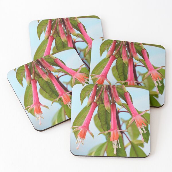 Item preview, Fuchsia denticulata   AGM  designed and sold by Chris Burrows.