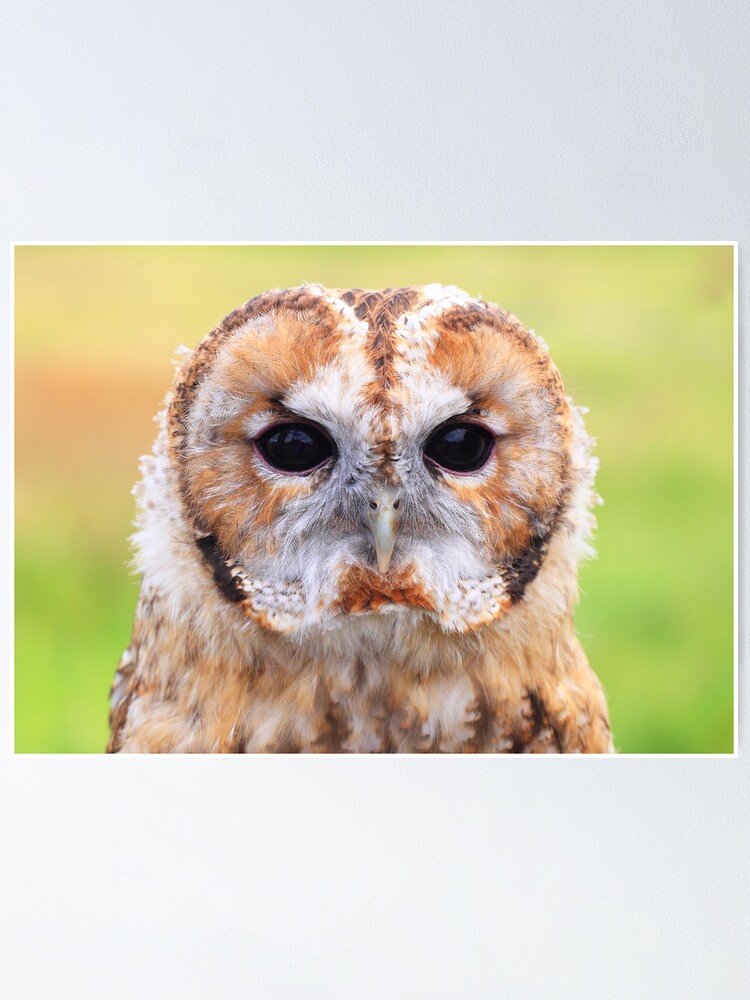 Tawny Owl Coin Purse