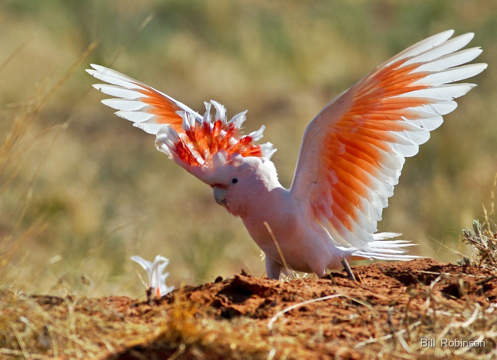 Resultado de imagem para major mitchell cockatoo