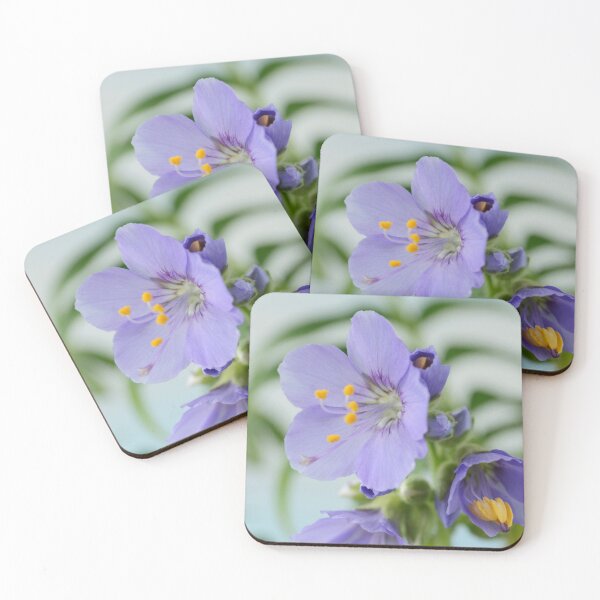 Item preview, Polemonium  'Blue Pearl'  Jacob's ladder   designed and sold by Chris Burrows.