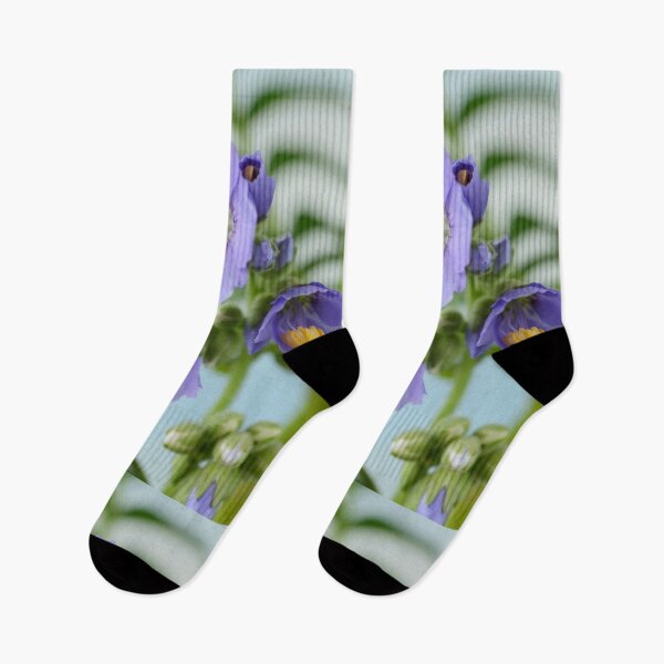 Item preview, Polemonium  'Blue Pearl'  Jacob's ladder   designed and sold by Chris Burrows.