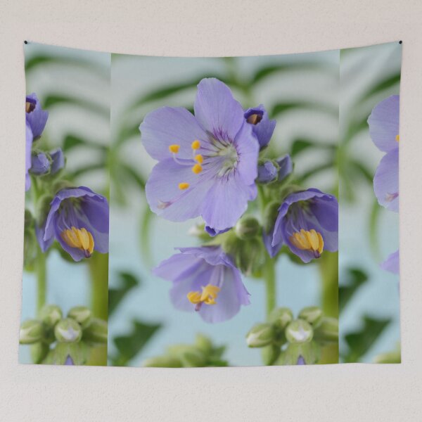 Item preview, Polemonium  'Blue Pearl'  Jacob's ladder   designed and sold by Chris Burrows.