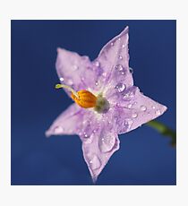 A Touch of Purple Photographic Print