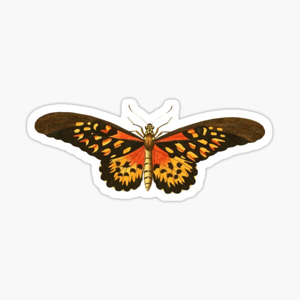 Orange Monarch Butterfly Sticker By Sebsson Redbubble