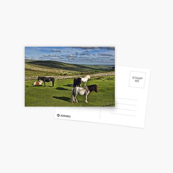 Dartmoor Wild Ponies Postcard