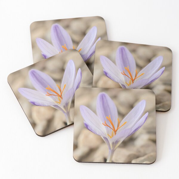 Item preview, Crocus cancellatus subspecies cancellatus  Autumn flowering crocus  designed and sold by Chris Burrows.
