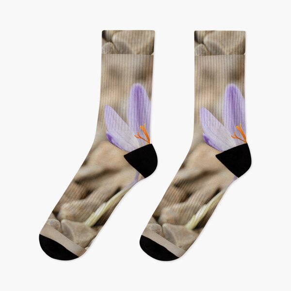 Item preview, Crocus cancellatus subspecies cancellatus  Autumn flowering crocus  designed and sold by Chris Burrows.
