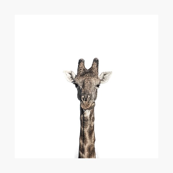 African Animals Photographic Prints For Sale Redbubble