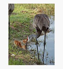 Crane Nursery- Waterfowl Yard Photographic Print