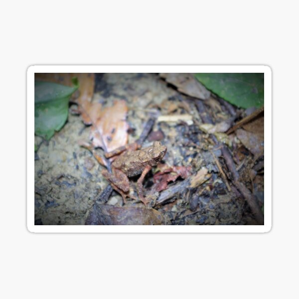 Kadamaian Stream Toad Sticker