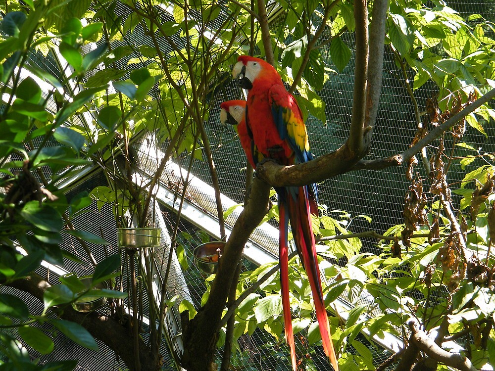 "Colorful Birds, Aviary, Queens Zoo, Flushing Meadow Park, Queens, New