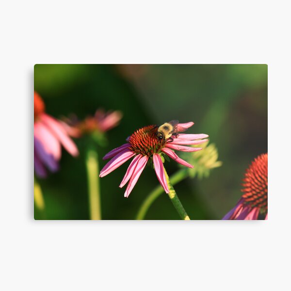 Bumble me Daisy Metal Print