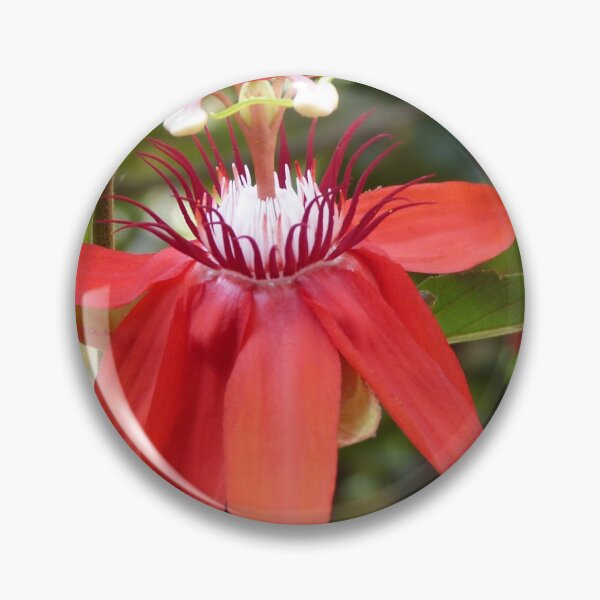 Item preview, Tropical Passion Fruit Red Flower Closeup designed and sold by worldways.