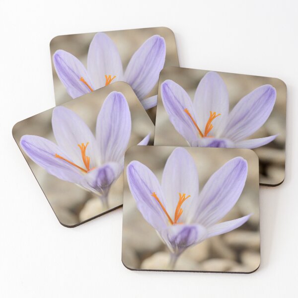 Item preview, Crocus cancellatus subspecies cancellatus  Autumn flowering crocus  designed and sold by Chris Burrows.