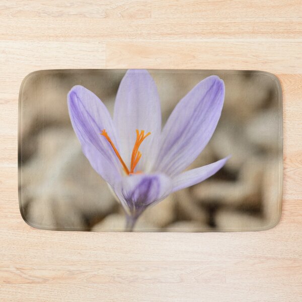 Item preview, Crocus cancellatus subspecies cancellatus  Autumn flowering crocus  designed and sold by Chris Burrows.