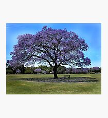100 Year Old Jacaranda Tree Photographic Print