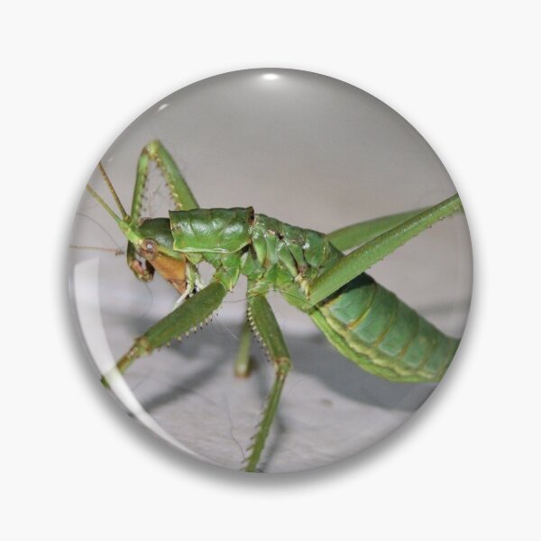Item preview, Katydid Bush Cricket designed and sold by taiche.