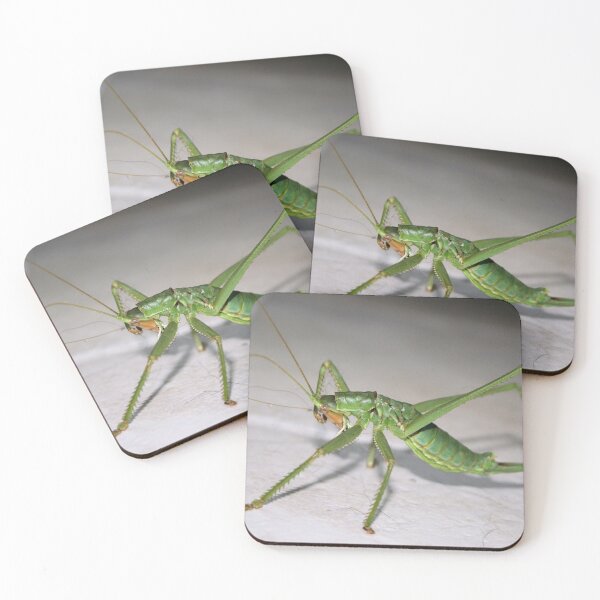 Item preview, Katydid Bush Cricket designed and sold by taiche.