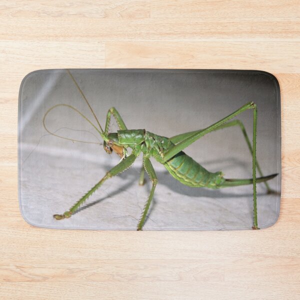 Item preview, Katydid Bush Cricket designed and sold by taiche.