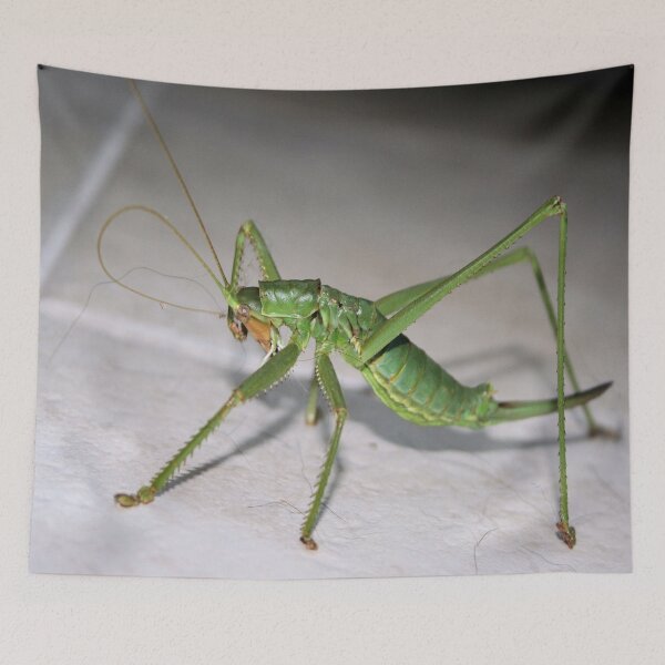 Item preview, Katydid Bush Cricket designed and sold by taiche.