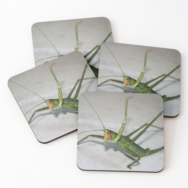 Item preview, What Katydid Next designed and sold by taiche.