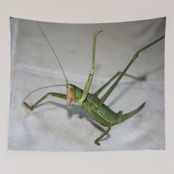 Item preview, What Katydid Next designed and sold by taiche.