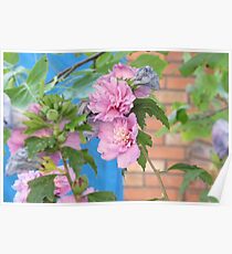 Soft Flowers..AS IS Poster