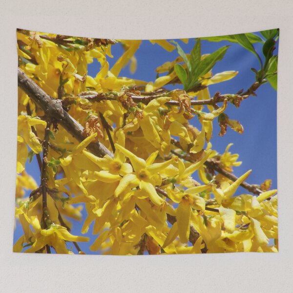 Item preview, Forsythia in bloom designed and sold by Boscastle.