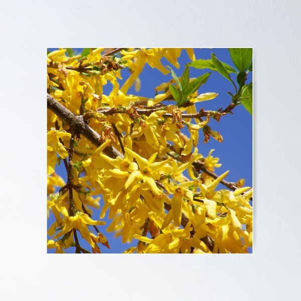 Item preview, Forsythia en flor designed and sold by Boscastle.