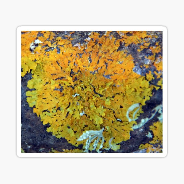 Item preview, Orange Lichen at Magpie Springs designed and sold by MagpieSprings.