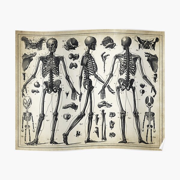 Antique Anatomy Poster