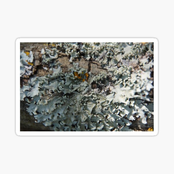 Item preview, Grey Lichen - South Australia designed and sold by MagpieSprings.