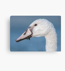 Juvenile Mute Swan Canvas Print