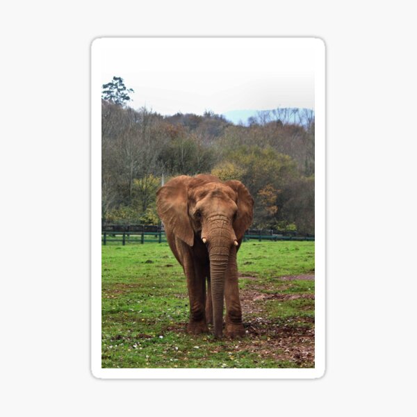 The matriarch Sticker