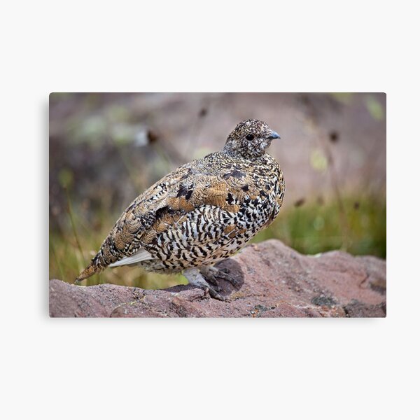Item preview, White-Tailed Ptarmigan designed and sold by Kim Barton.