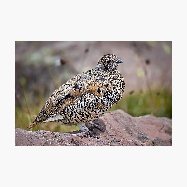 Item preview, White-Tailed Ptarmigan designed and sold by Kim Barton.
