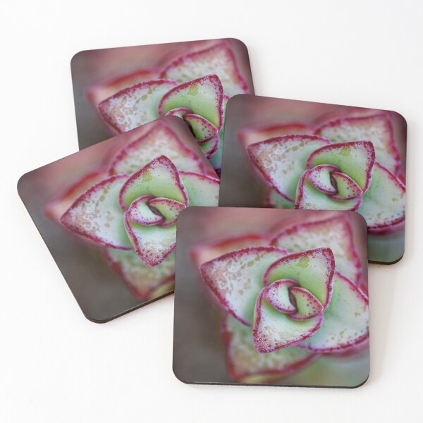 Item preview, Succulent Star designed and sold by tasturm1.