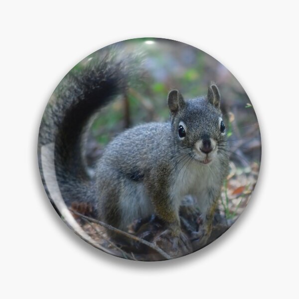Item preview, Abert's Squirrel - Rocky Mountain National Park designed and sold by Karen Peron.